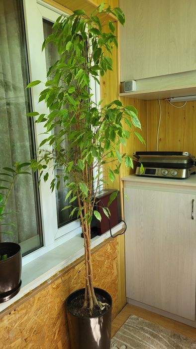 Фикус бенджамина