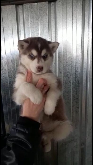 Шоколадная пришоколадная хасюля