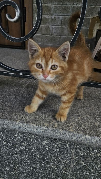Котёнок ищет дом