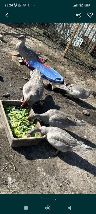 Индоутка ауыр салмақты лаванда түсті сатылады