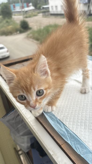 Котенок мальчик ищет дом