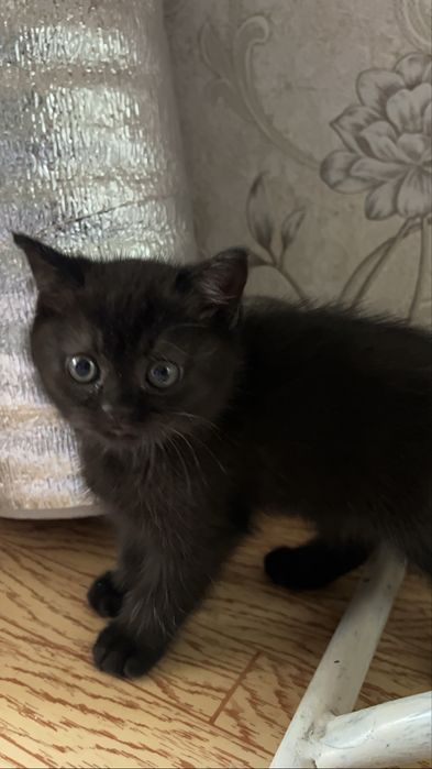 Шотландская кошка