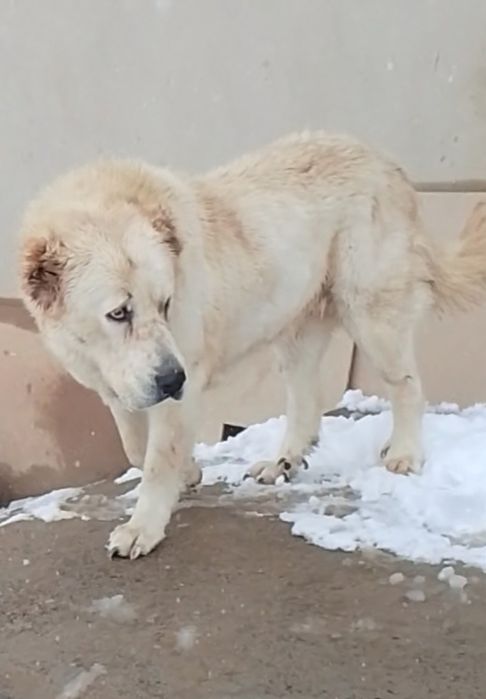 Ургашы төбет 3жасар