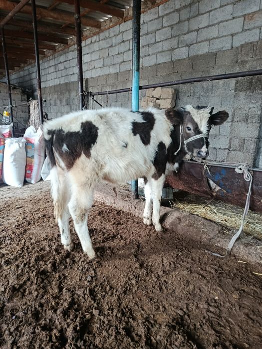 Бузаулар сатылады