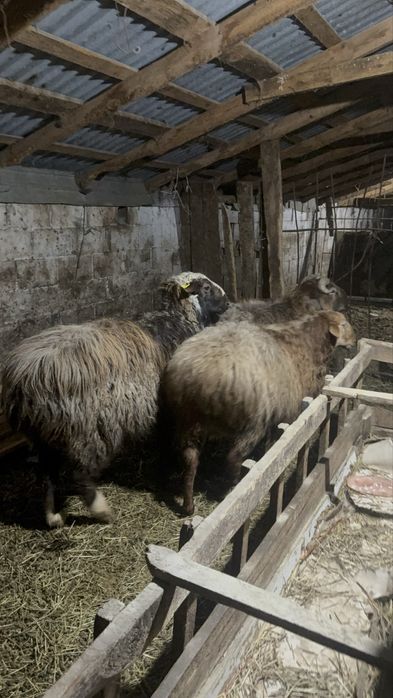 Продам кошкары 3 голов