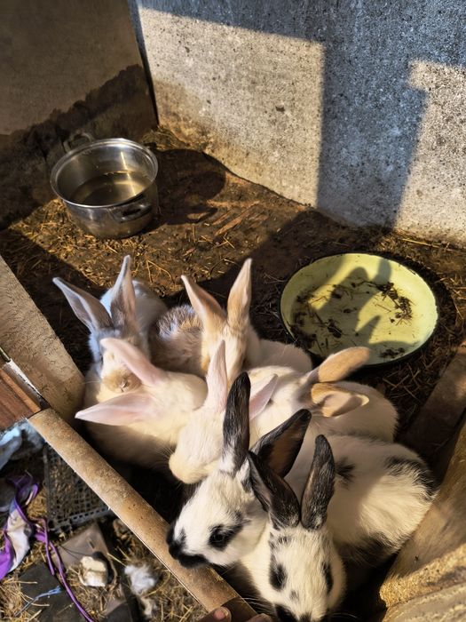 домашни заици за колене или разплод