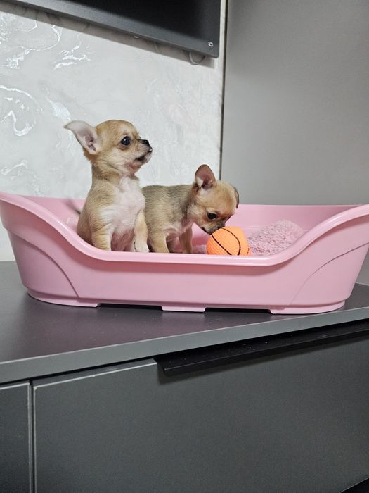 Карманные собачки