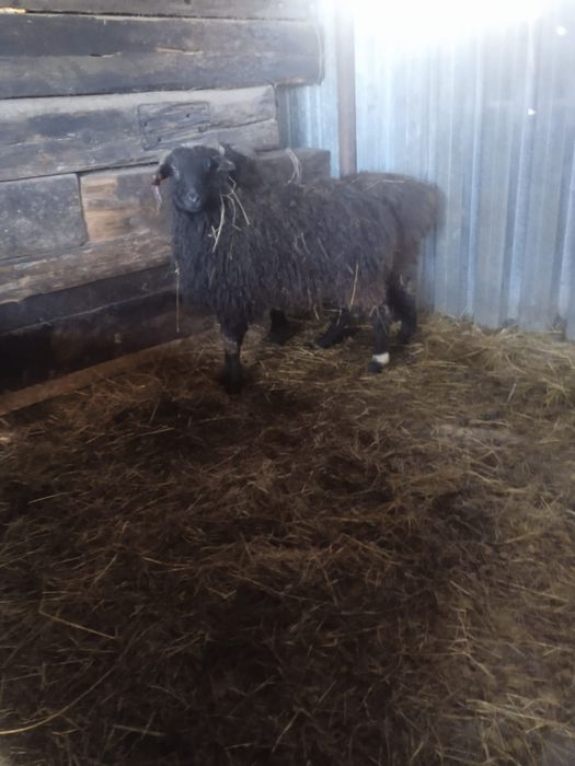 Продам барана с откорма