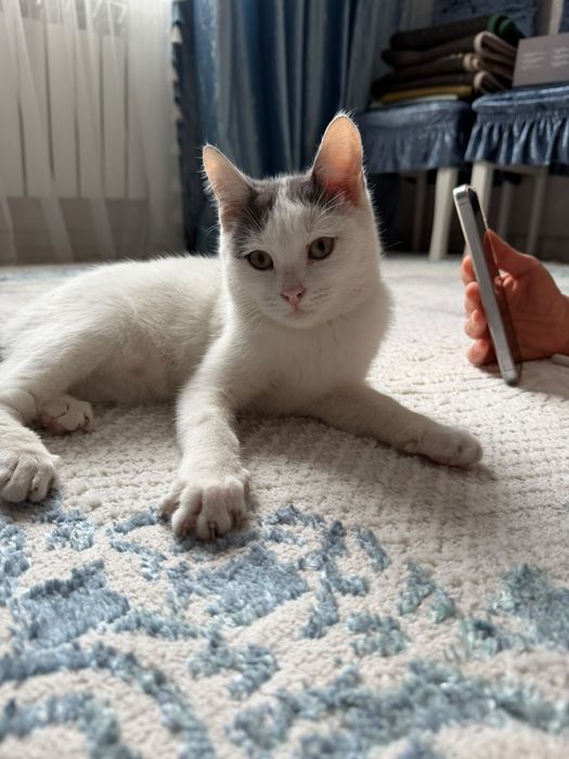 Отдаю котенка в хорошие руки