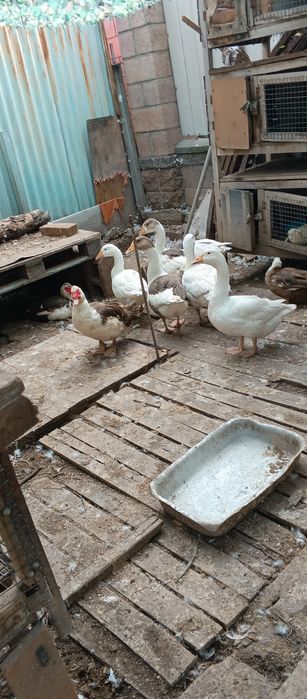 Продам гусей, индоуток