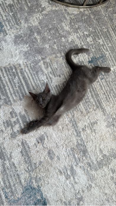 Котята Ася в добрые руки бесплатно девочка 3 месяца