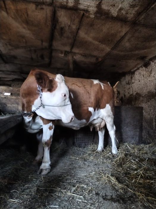 Vacă cu lapte de vănzare
