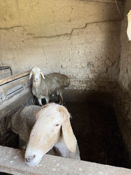 Қошқарлар тұқымдық