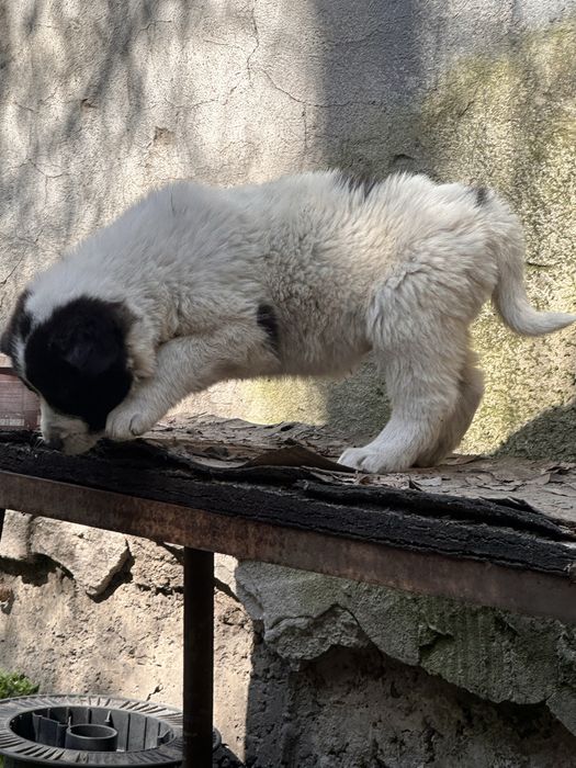 Продам щенки 4 девочки ТОБЕТ, АЛАБАЙ