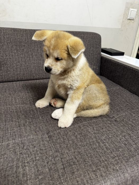 Щенки, кобель, порода акита ину, 2 месяца, 300$