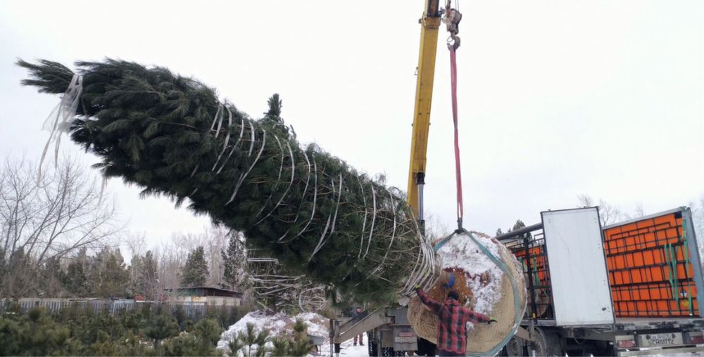 КРУПНОМЕРЫ сосны, ели зеленые, ели голубые