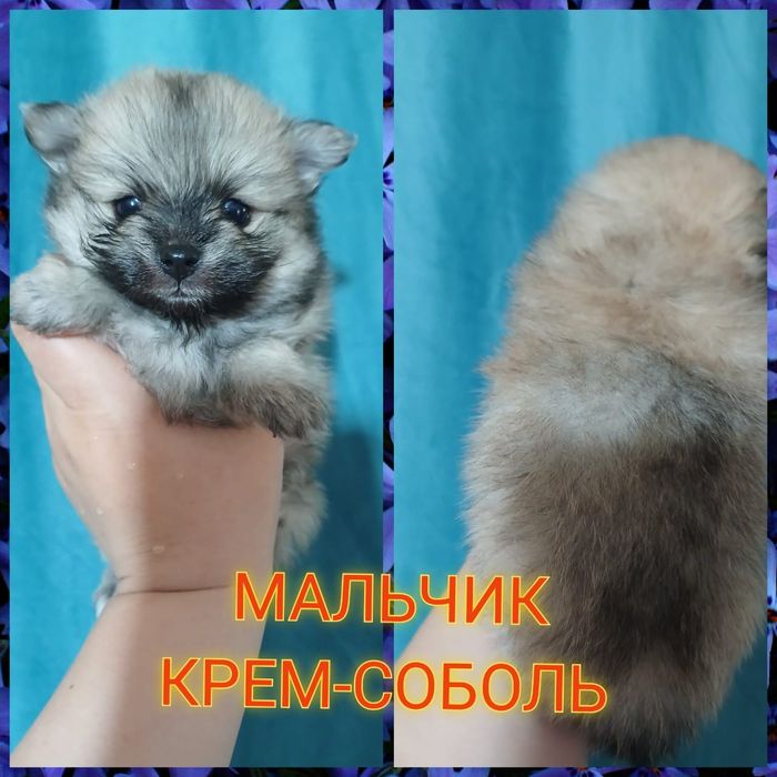 Открыта бронь на мини щенят померанского шпица!!!
Дата рождения 17.03.