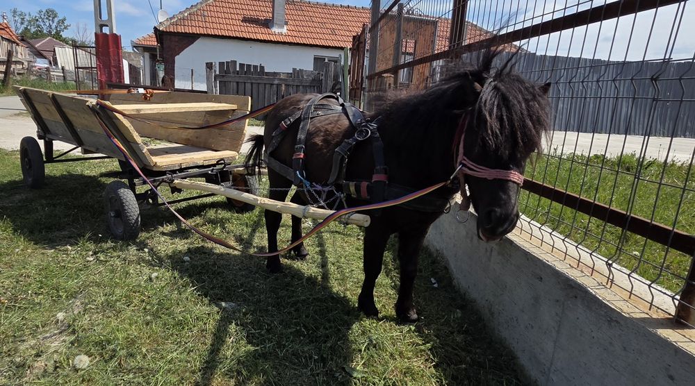 Ponei de 4 ani de vnzare