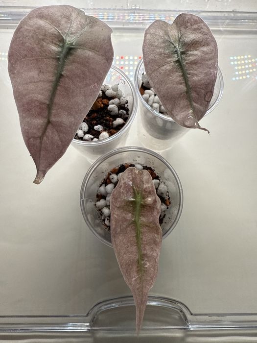 Плоказия поли сплэш