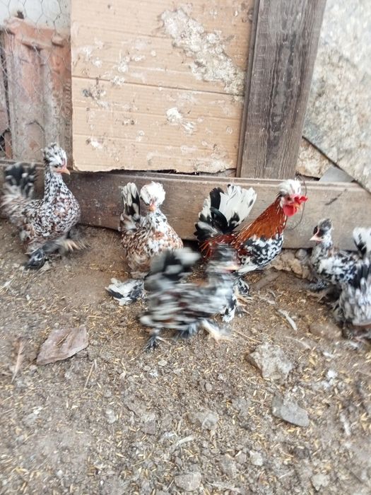 Продавам Бреговски джинки