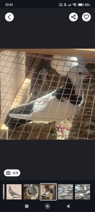 Срочно продам голубей. Кептер сатам.