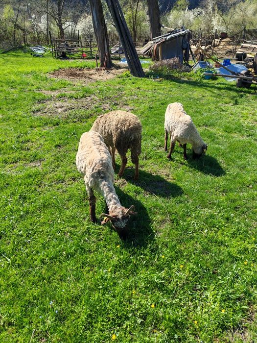 Vând 45 de oi cu prețul de 600 de lei bucata