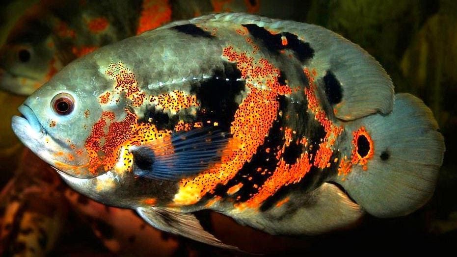 Продам пару астронотусов