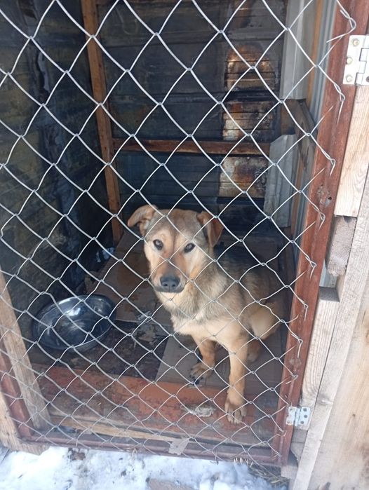 Щенки на охрану!