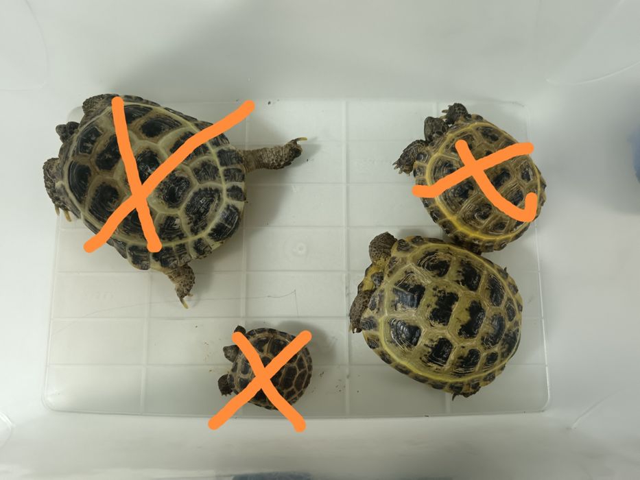 Черепаха сухопутная