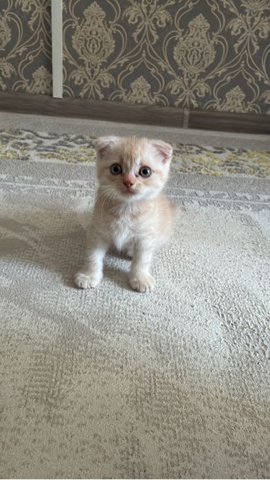 Продам котенка вислоухий