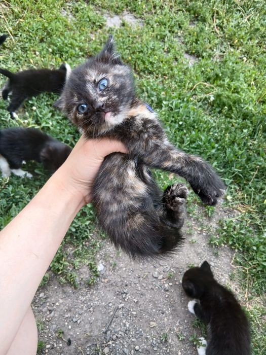 Отдам катят в добрые руки