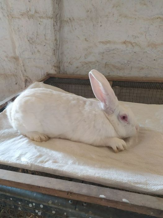 Куён сотилади. Продам кроликов  самсов.