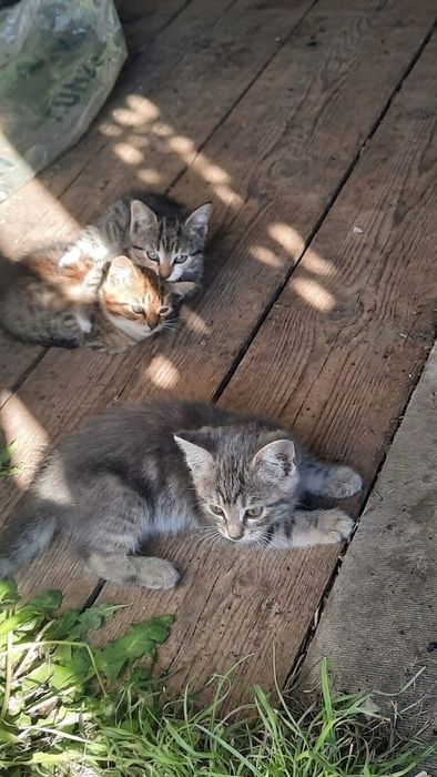 Котята в добрые руки