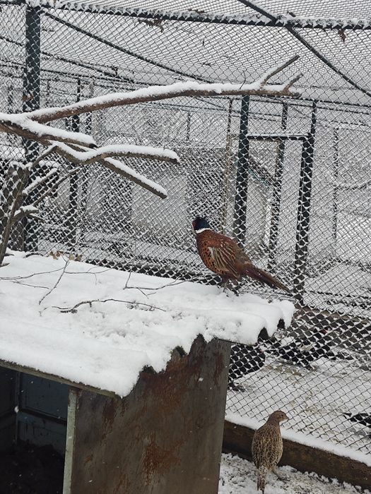 Токачки,Фазани,Петли,,японски кокошки,мускусни неми патици