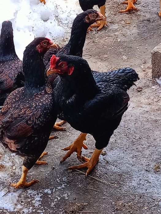 De vânzare cocoși de rasă Combatant indian, Wyandotte, Araucana și Jer