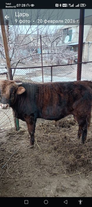 Продам БЫЧКА. Молочный подсос.