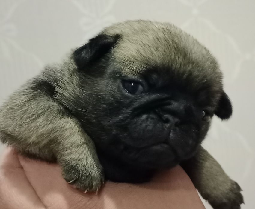 продам щенков порода мопс