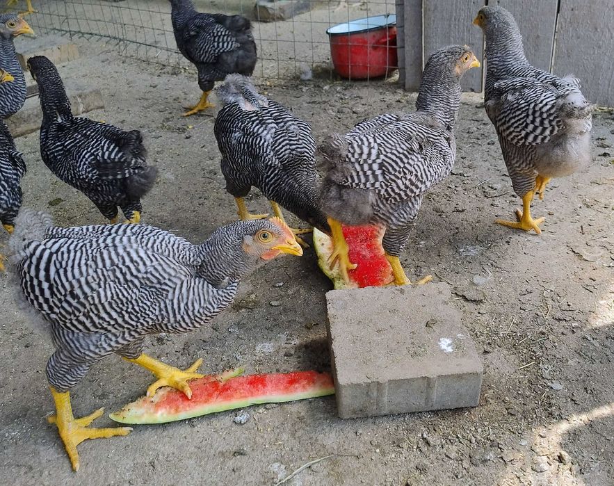 cocosi Plymouth Rock Barat de 3 luni