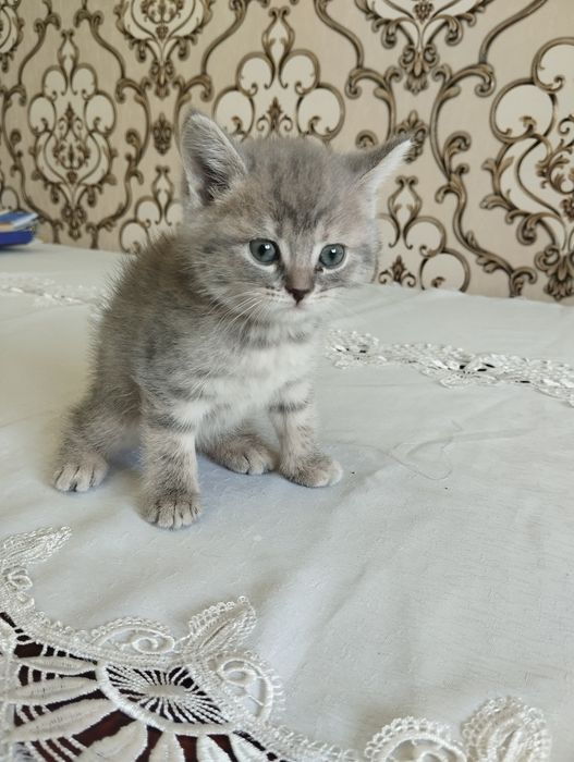 Mushuk bolachalari sotiladi