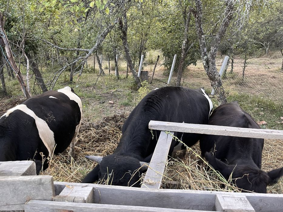 Vand 2 taursi si o juninca