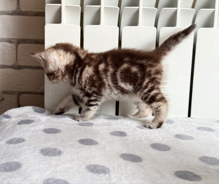 Котенок британской породы (девочка)