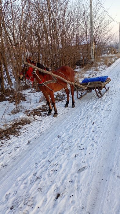 Vând iapă de 6 ani
