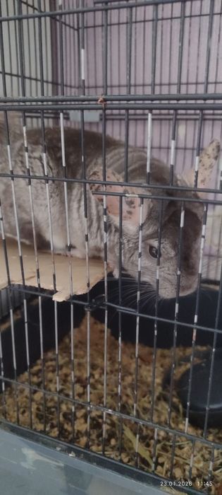 Продам шиншиллу мальчика