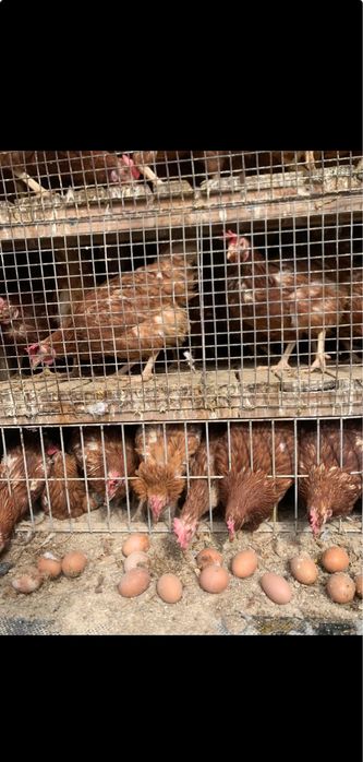 găini roșii outoare