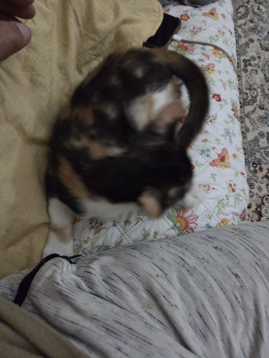 Продам котенка,3 месяца девочка .