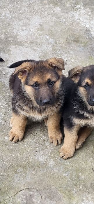 Овчарка немецкая щенки