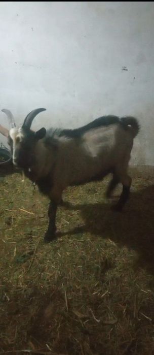 Эчки мурсияан  срочна сотилади