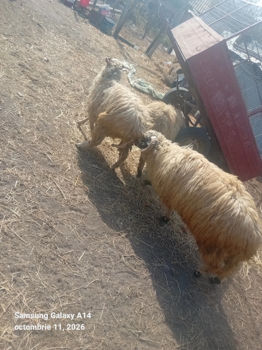De vânzare 3 oi și un berbec