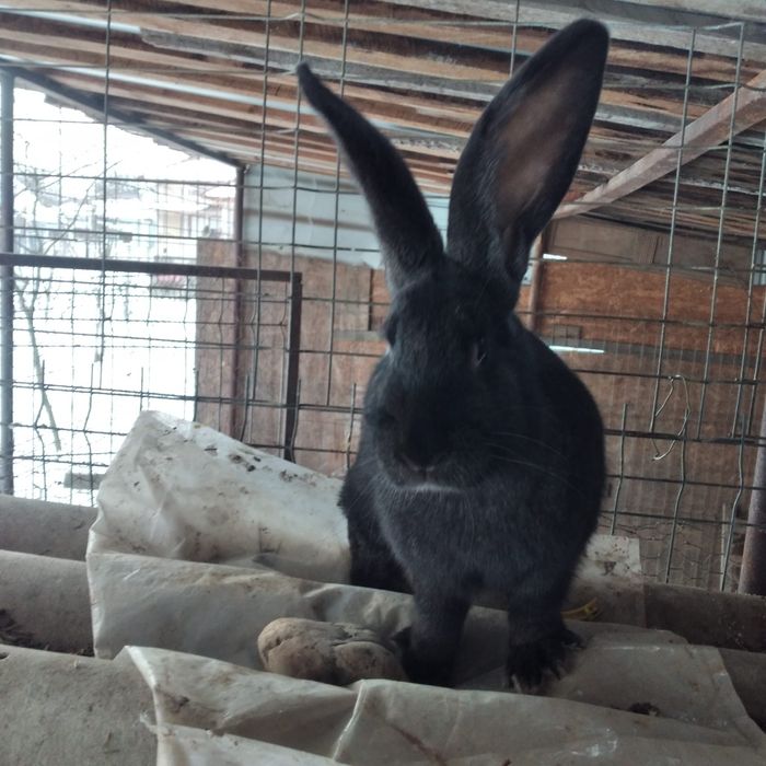 Vînd femelă uriaș german