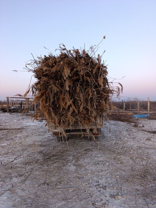 Камыс сатылады 100бау